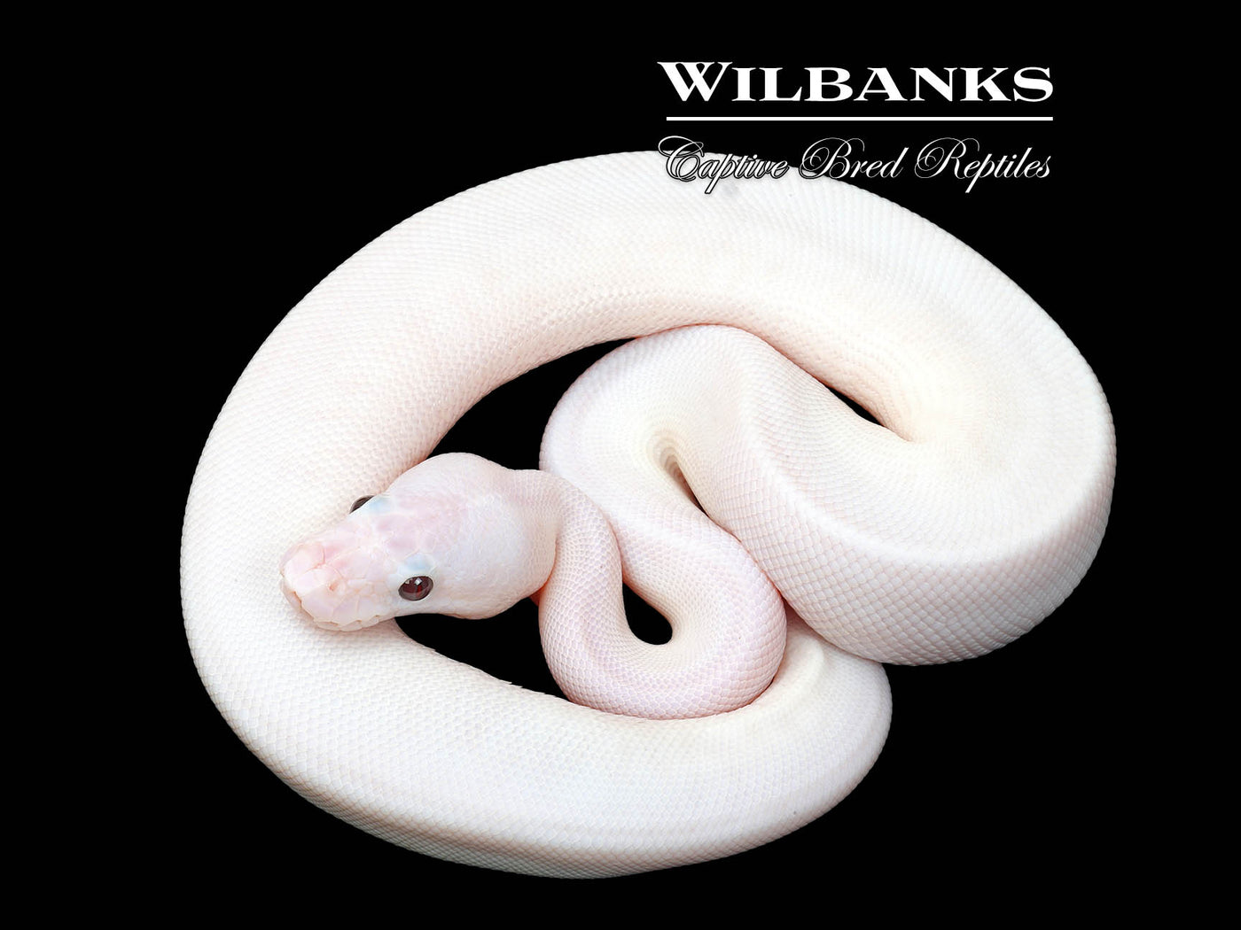 Banana Super Fire Ball Python ♂ '25