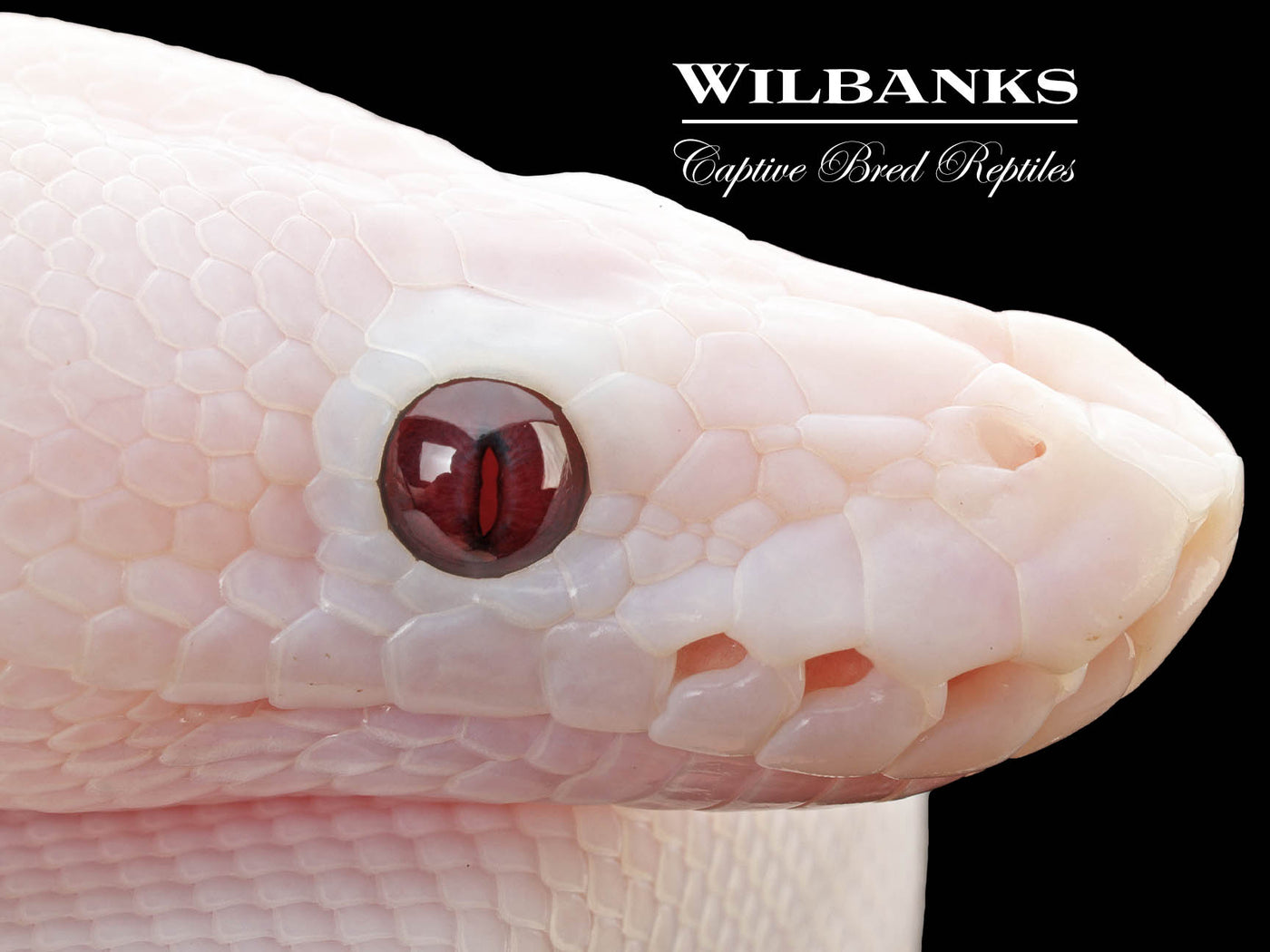 Banana Super Fire Ball Python ♂ '25