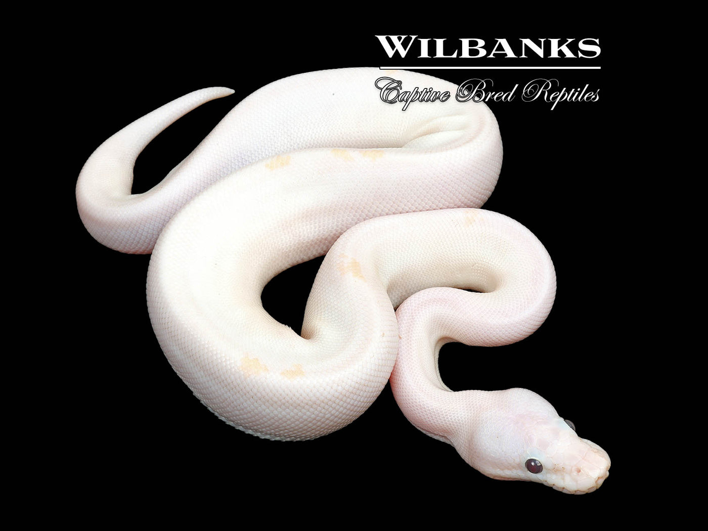 Banana Super Fire Ball Python ♂ '25