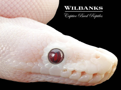 Banana Super Fire Ball Python ♂ '25