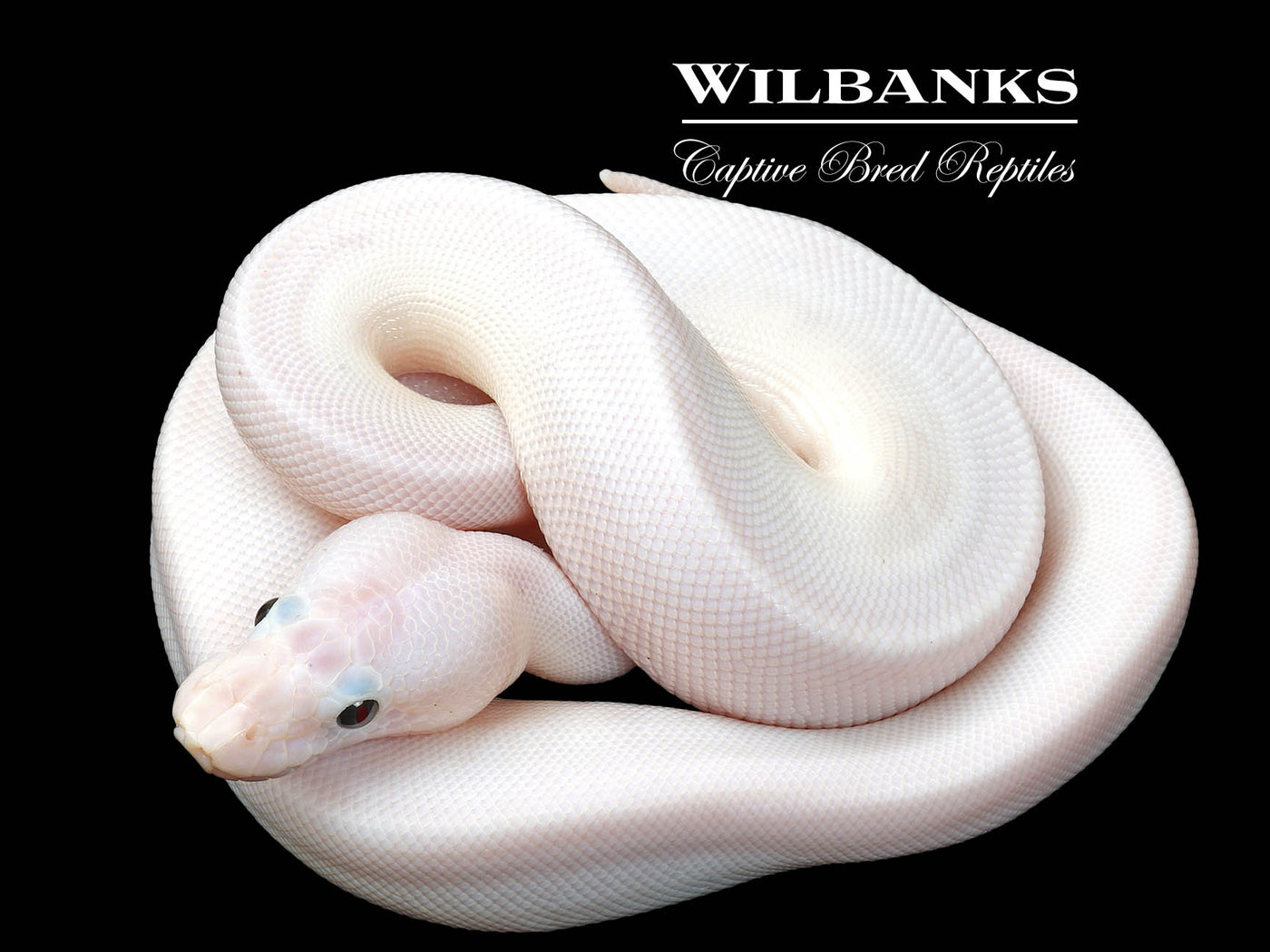 Super Fire Ball Python ♀ '25