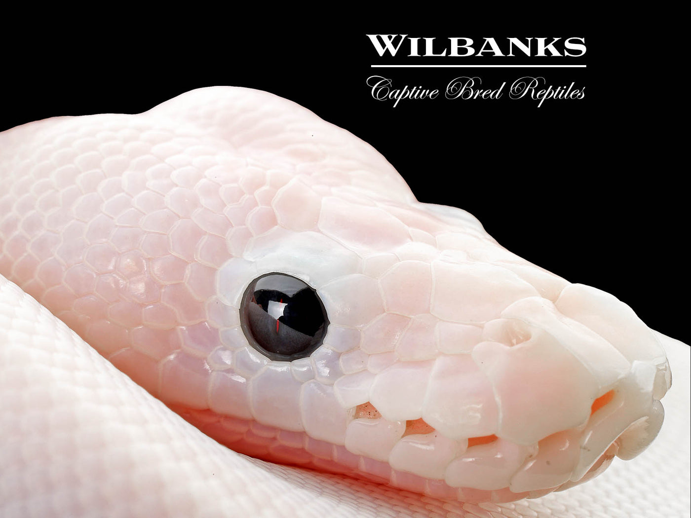 Super Fire Ball Python ♀ '25