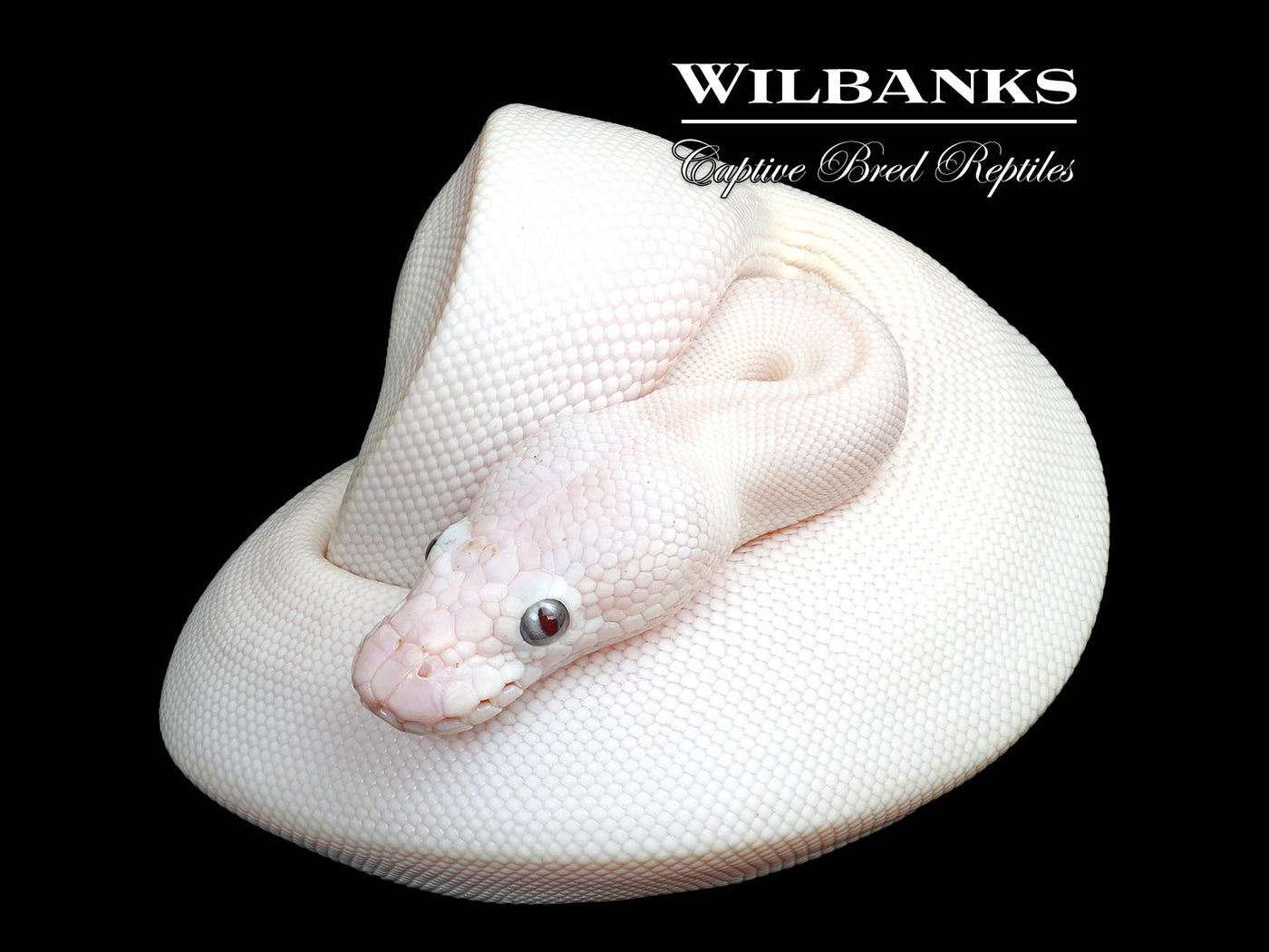 Banana Blue Eyed Leucistic (Mojave Butter) Ball Python ♂ '25