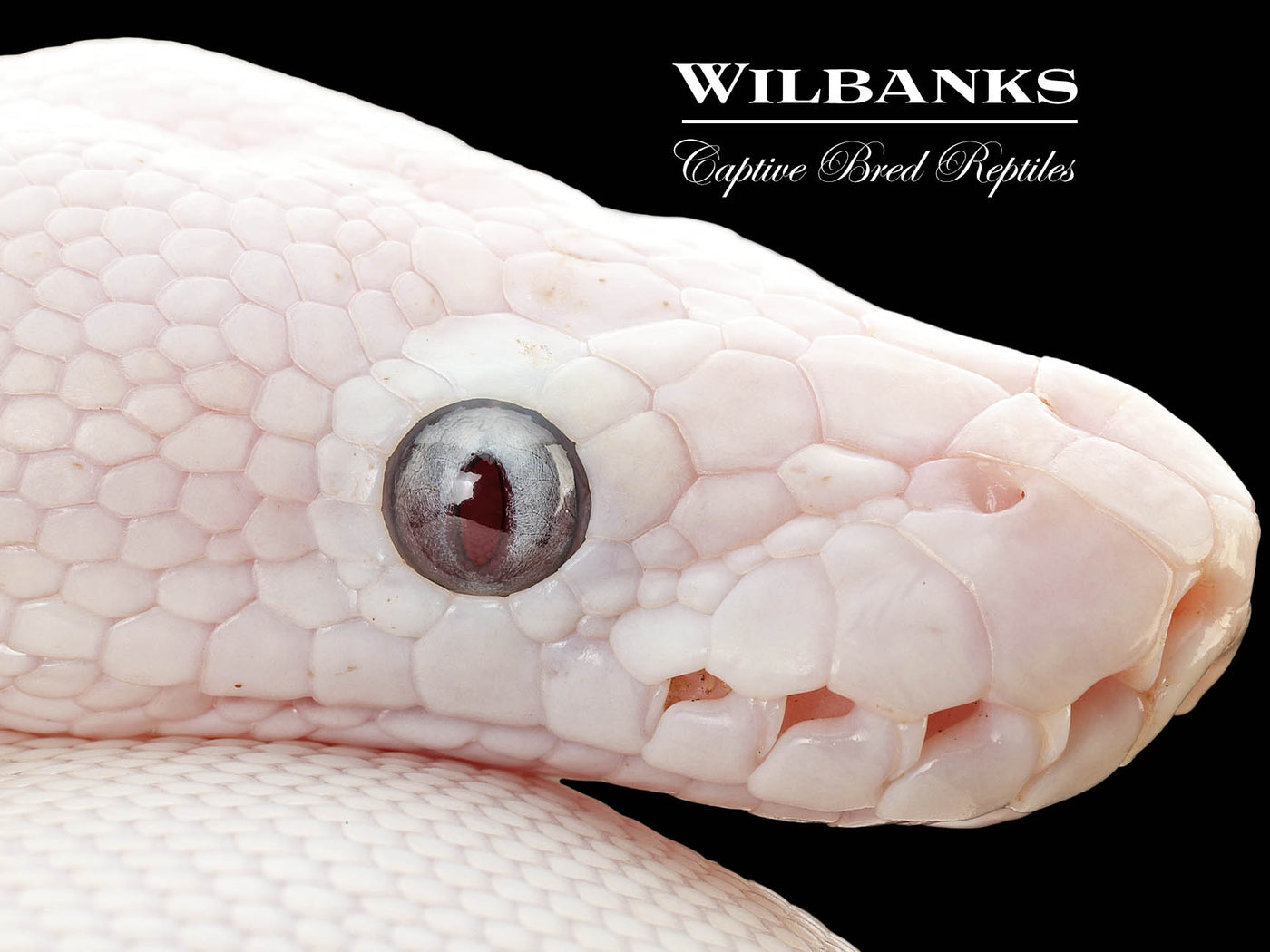 Banana Blue Eyed Leucistic (Mojave Butter) Ball Python ♂ '25