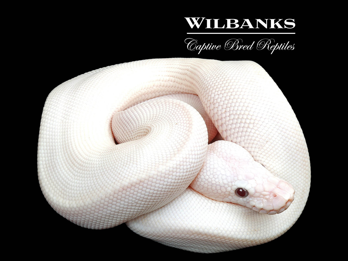 Banana Blue Eyed Leucistic (Mojave Butter) Ball Python ♂ '25