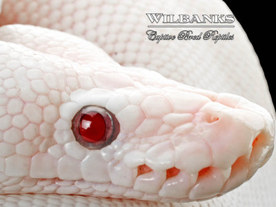 Banana Blue Eyed Leucistic (Mojave Butter) Ball Python ♂ '25