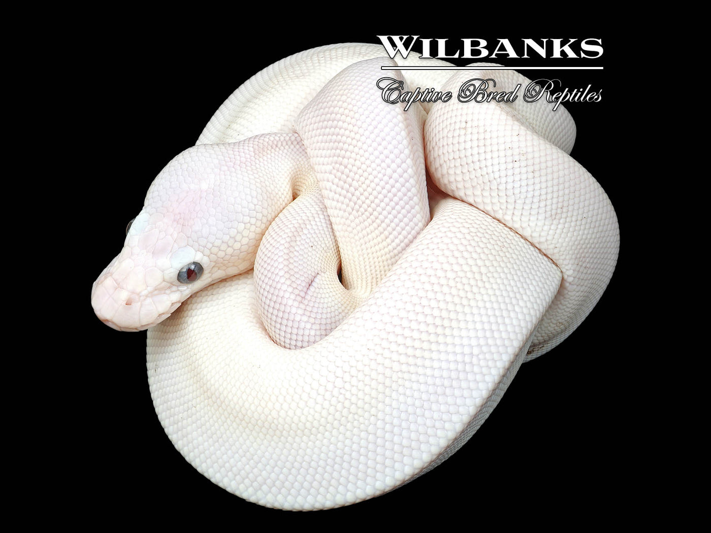 Blue Eyed Leucistic (Mojave Butter) Ball Python ♀ '25