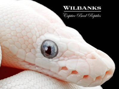 Blue Eyed Leucistic (Mojave Butter) Ball Python ♀ '25