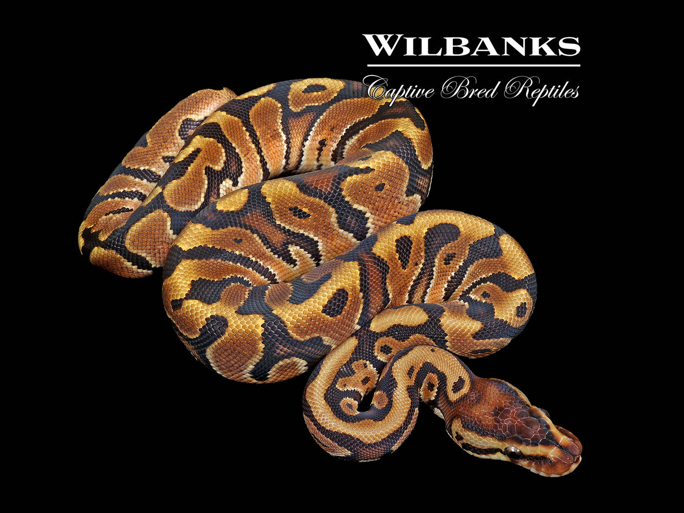 Hidden Gene Woma Ball Python ♀ '25