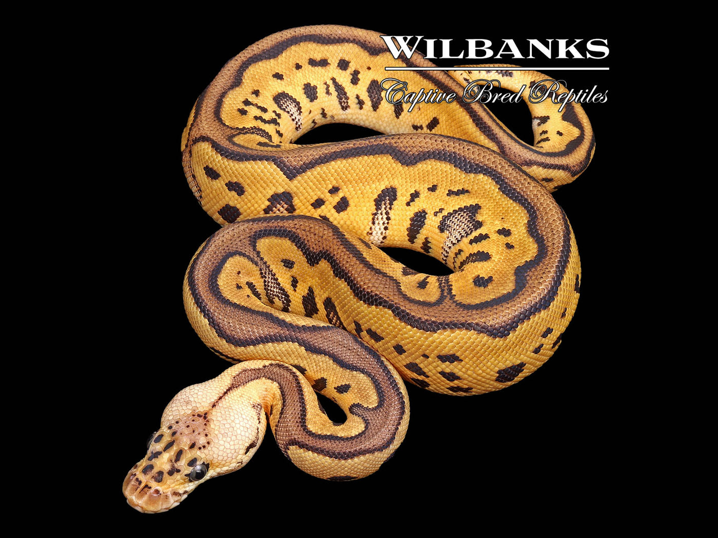 Pastel Leopard Clown Ball Python ♀ '25
