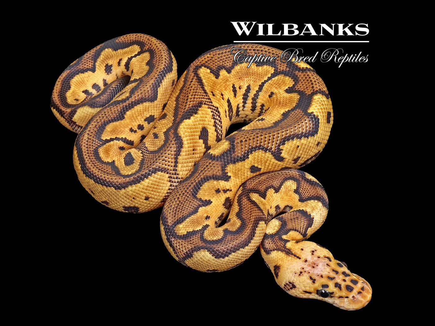 Pastel Clown Ball Python ♀ '25