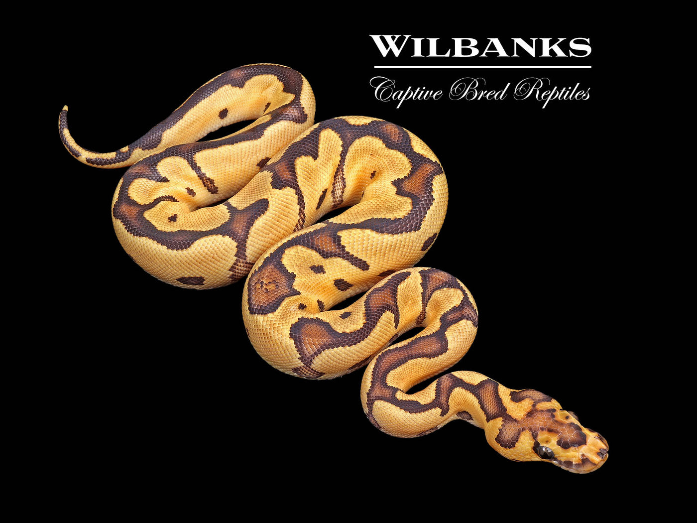 Fire Clown Ball Python ♀ '25