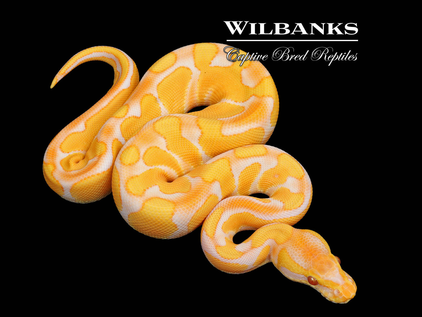 Lavender Enchi Ball Python ♂ '25