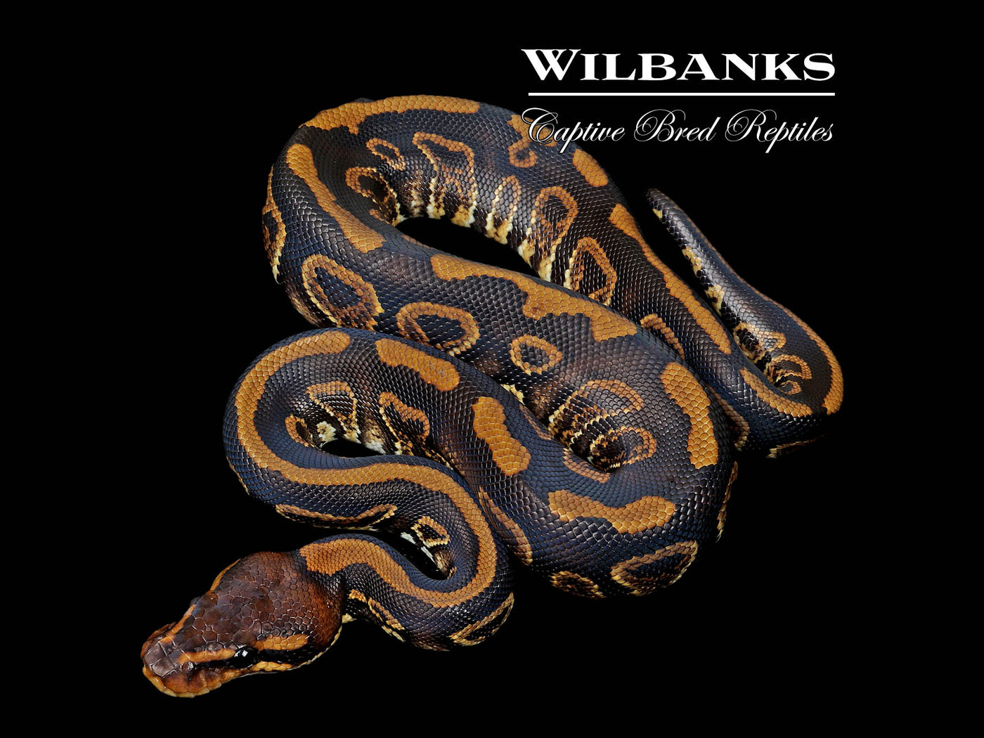 Mahogany Sable 100% Het. Clown Ball Python ♂ '25