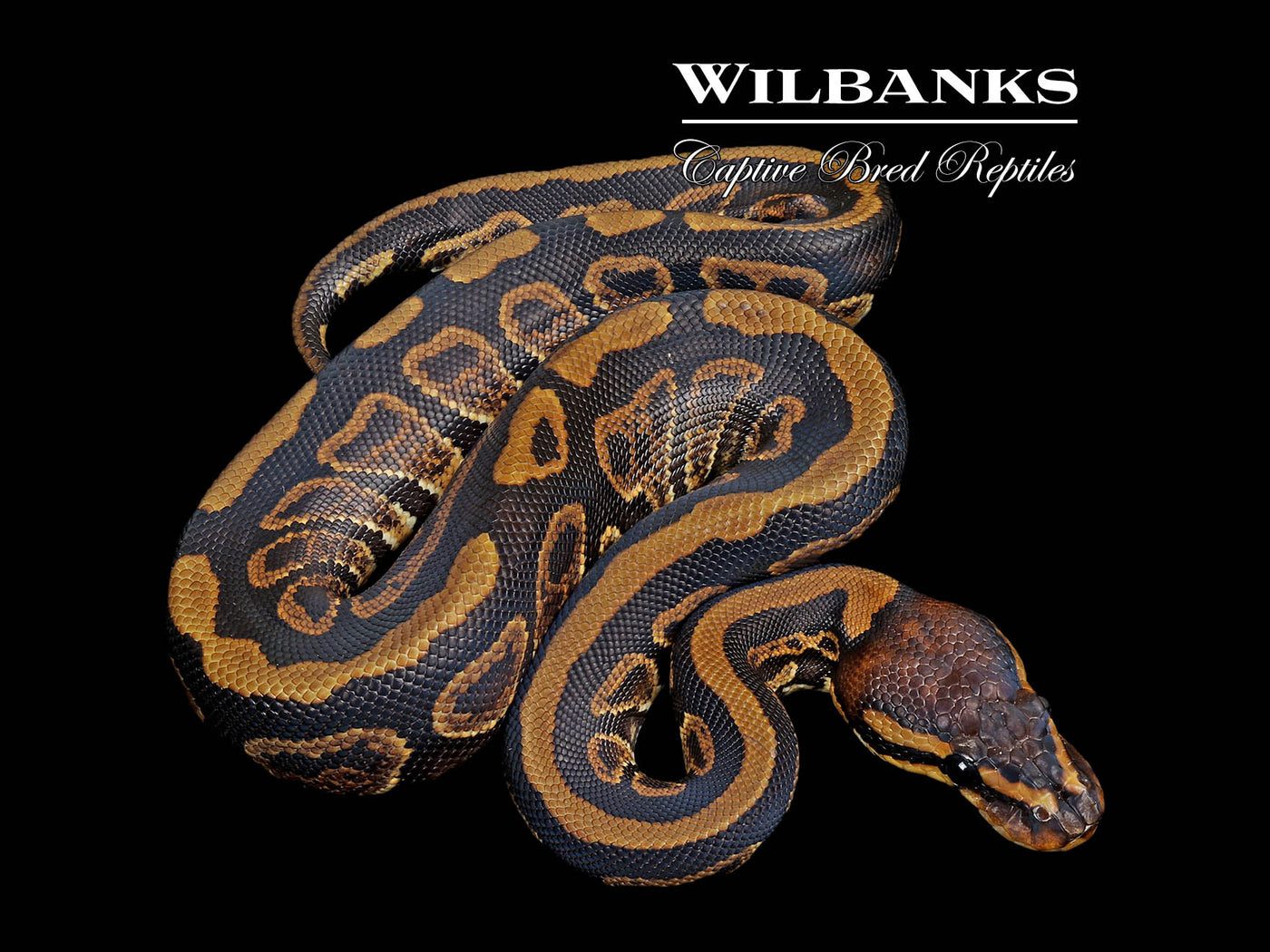 Mahogany Sable 100% Het. Clown Ball Python ♀ '25