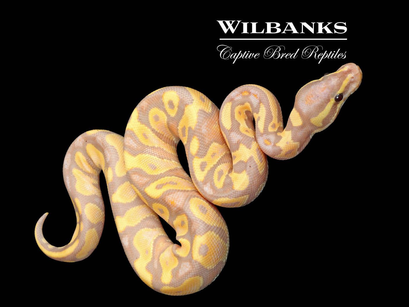 Banana Orange Dream Yellow Belly Ball Python ♂ '25