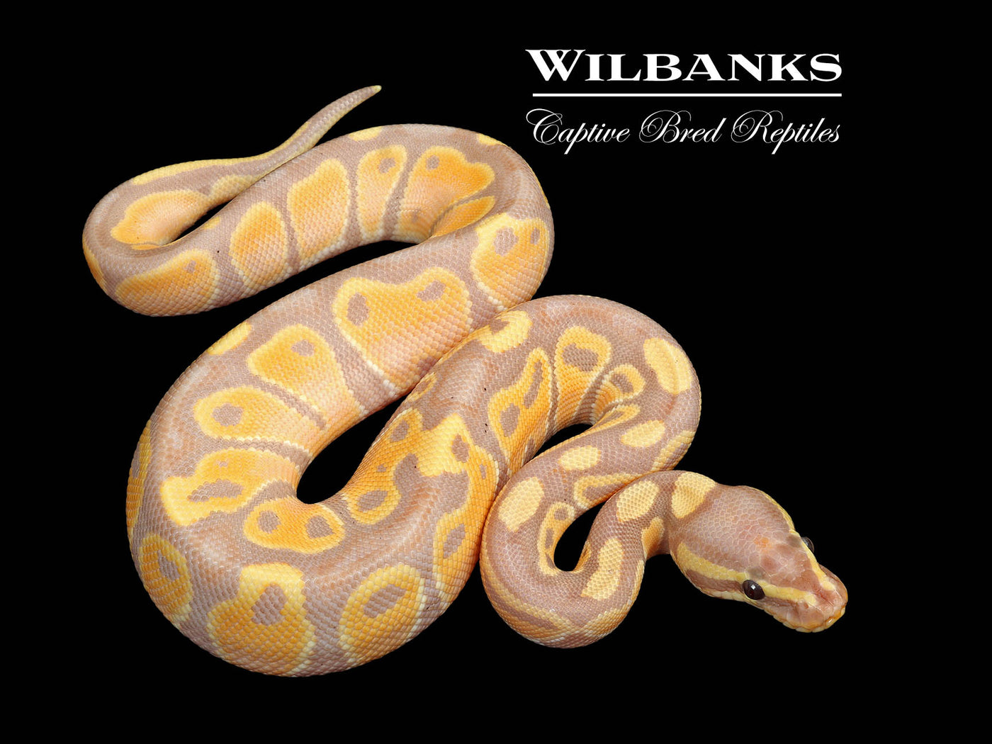 Banana 100% Het. Pied Ball Python ♂ '25