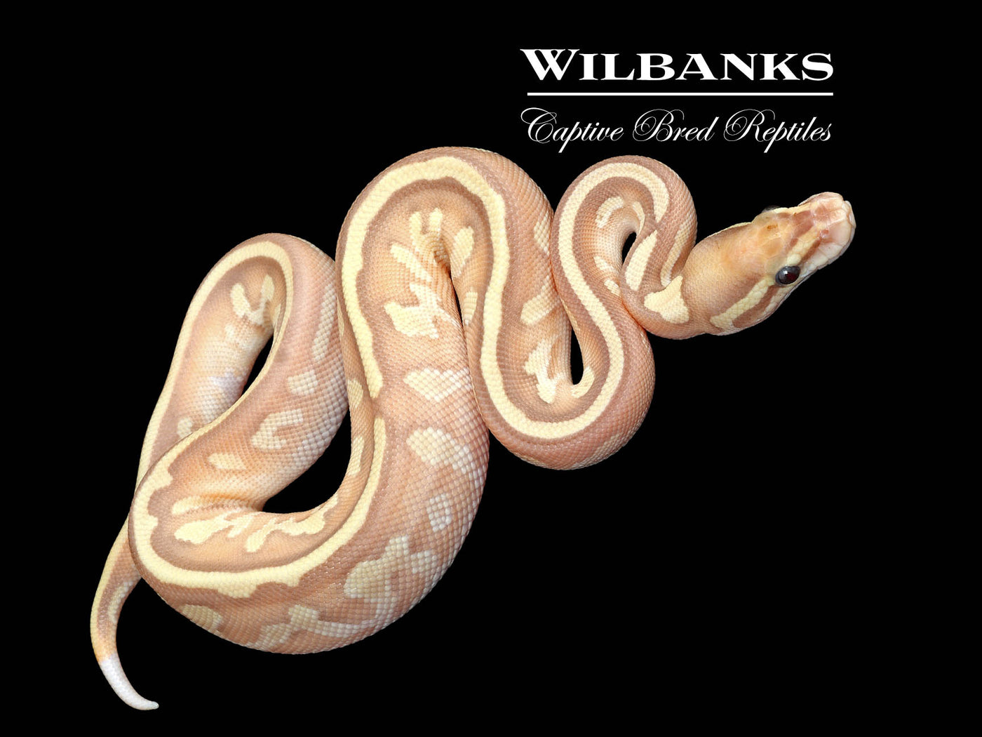 Banana Nuclear Yellow Belly Ball Python ♀ '25