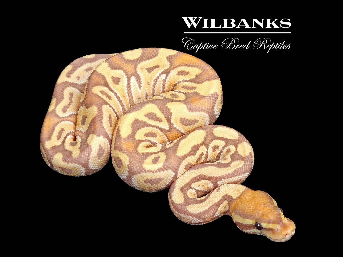Banana Mojave Ball Python ♂ '25