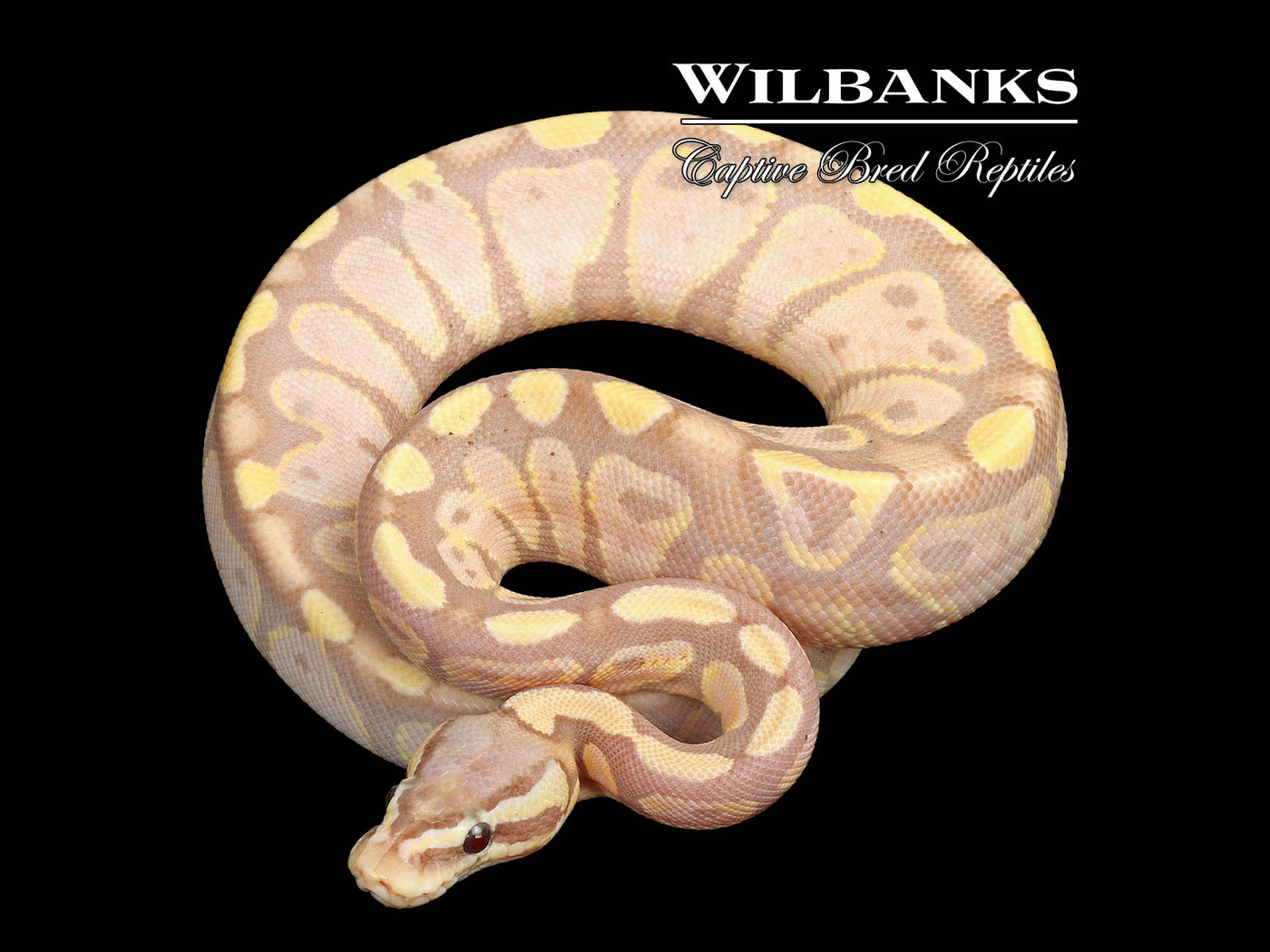 Banana Pastel 100% Het. Sunset Ball Python ♀ '25