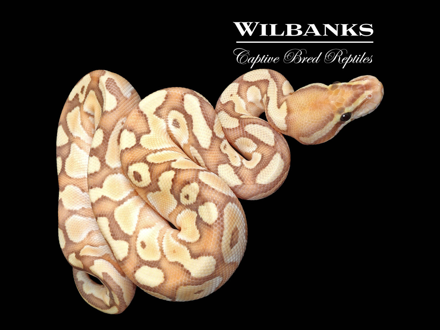 Banana Butter Ball Python ♂ '25