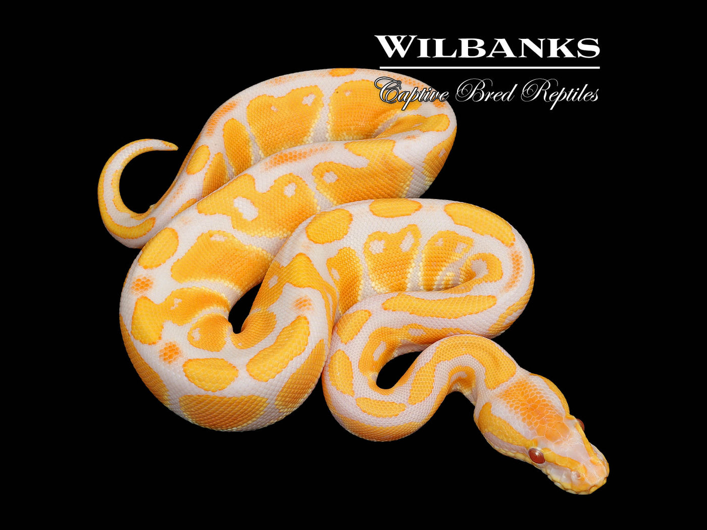 Lavender Albino Ball Python ♀ '25