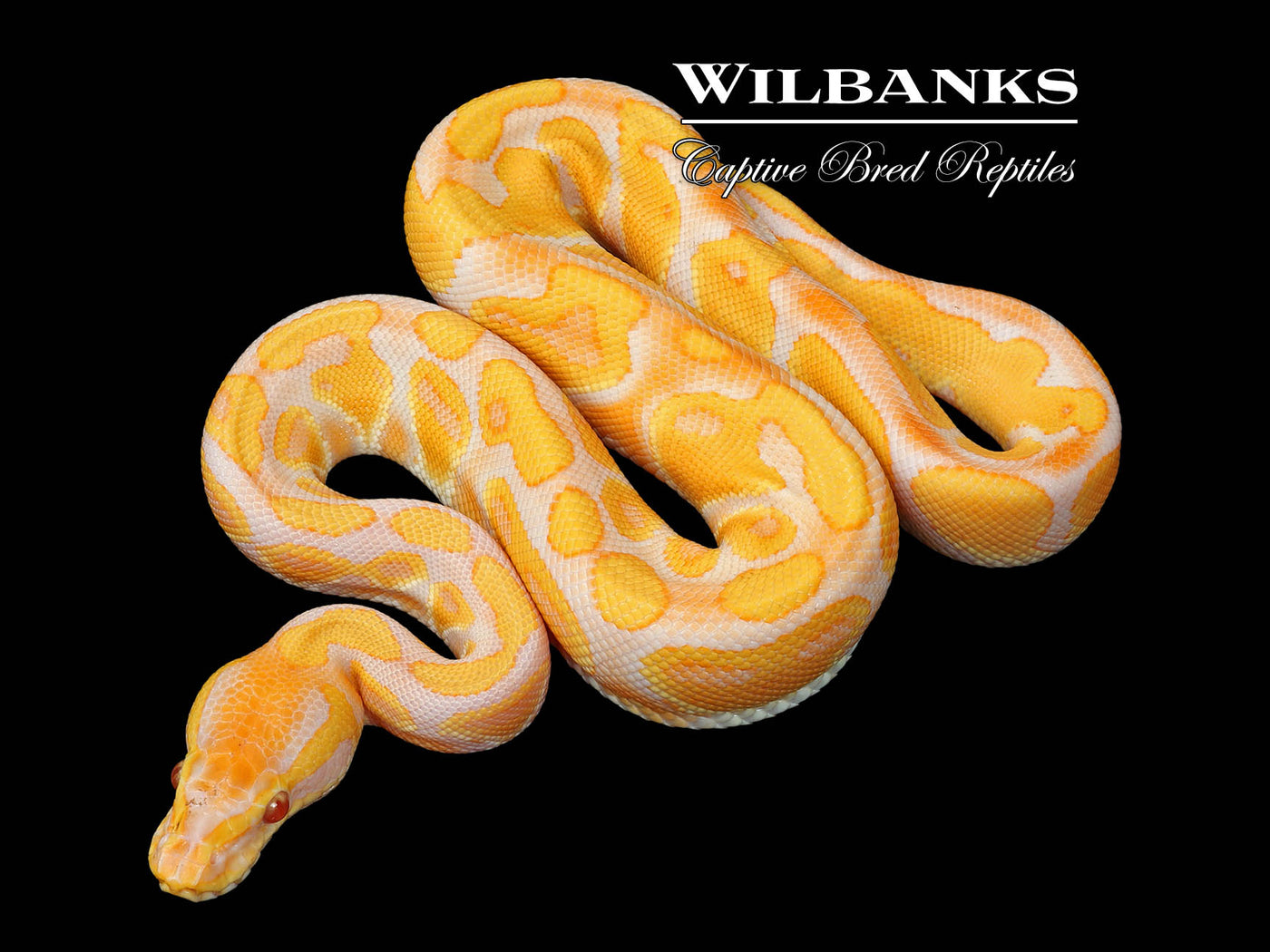 Lavender Enchi Ball Python ♂ '25