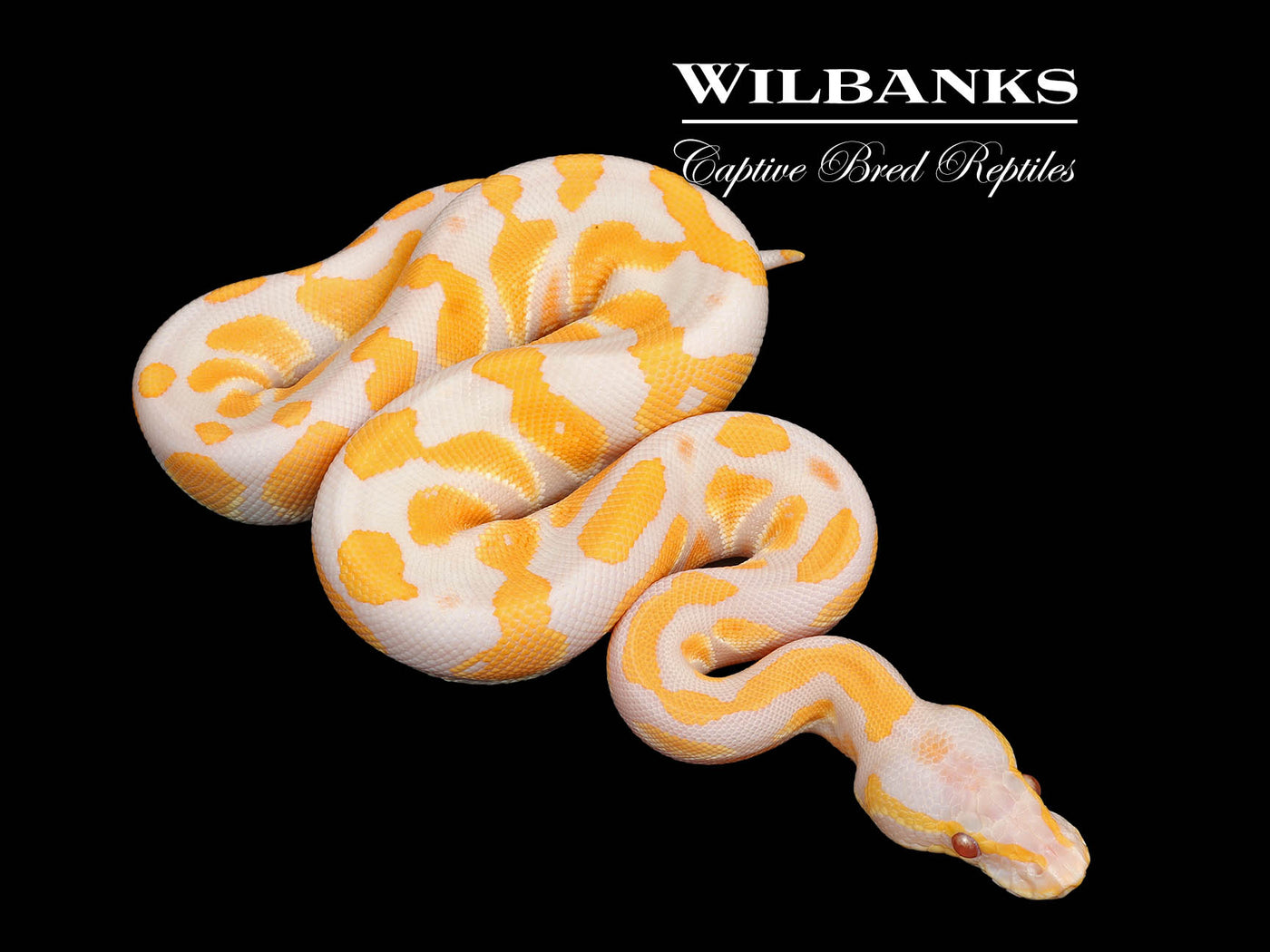 Lavender Albino Blackhead Ball Python ♂ '25