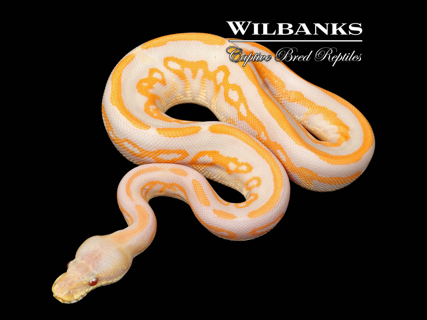 Lavender Leopard Blackhead Cinnamon Ball Python ♀ '25
