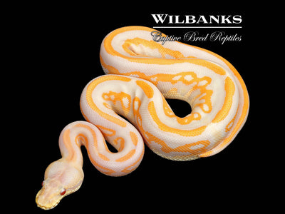 Lavender Leopard Blackhead Cinnamon Ball Python ♀ '25