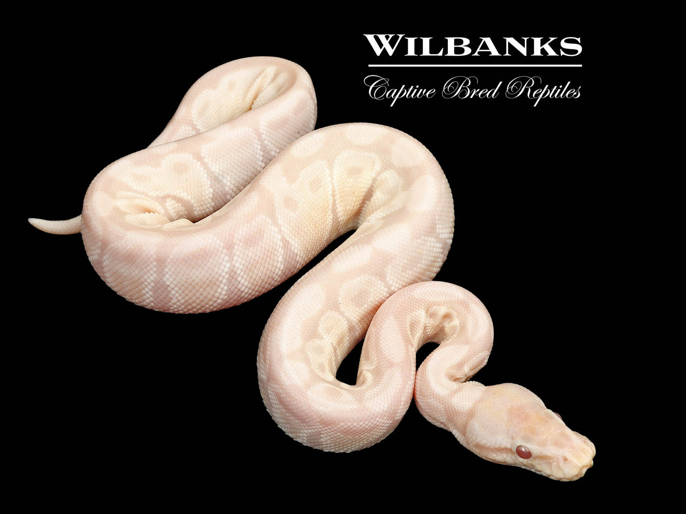 Lavender Snow Ball Python ♀ '25