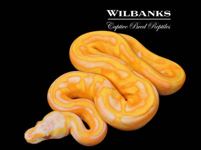 Blackhead Enchi Dreamsicle Ball Python ♀ '25
