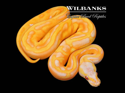 Blackhead Enchi Dreamsicle Ball Python ♀ '25