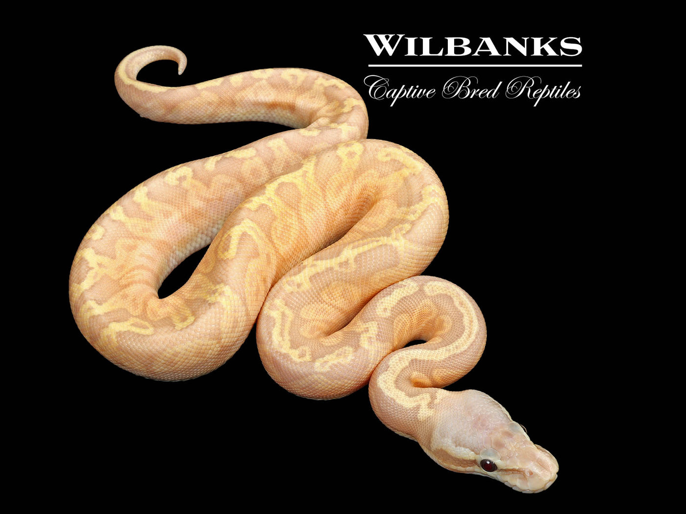 Banana Sunset Pastel Ball Python ♀ '25