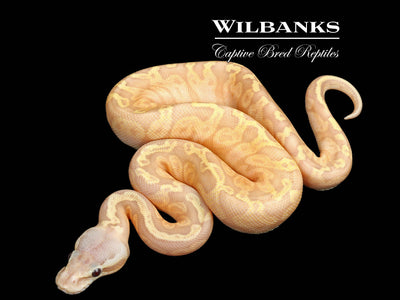Banana Sunset Pastel Ball Python ♀ '25