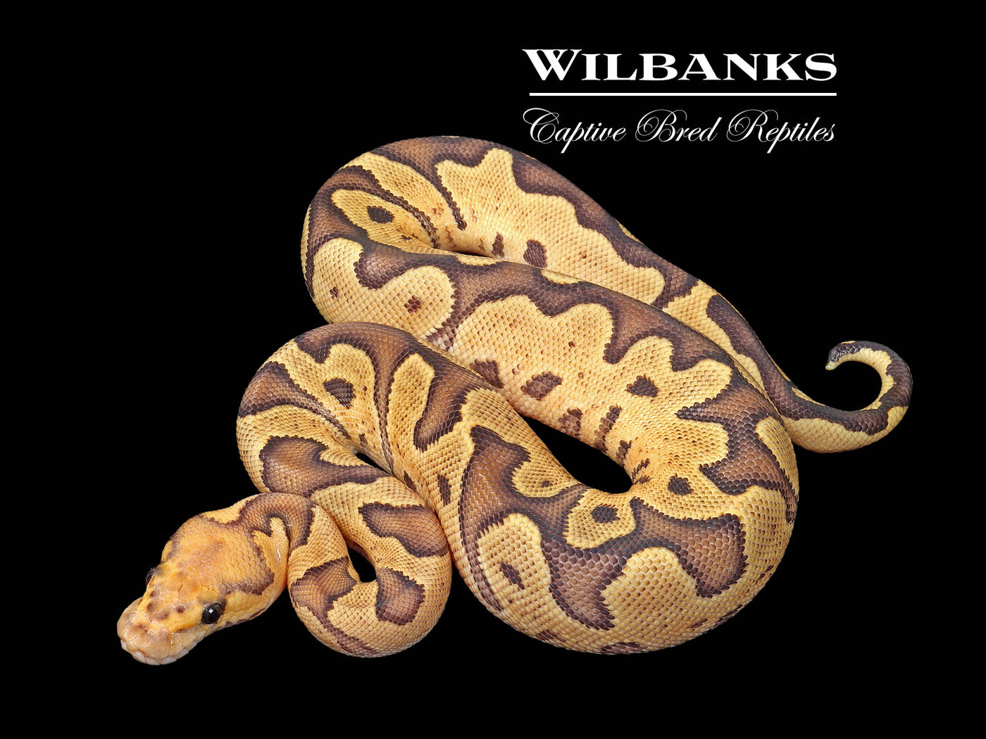 GHI Fire Clown Ball Python ♀ '25
