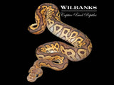 Black Pastel Fire Clown Ball Python ♀ '26