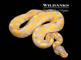 Banana 100% Het. Pied Ball Python ♂ '26