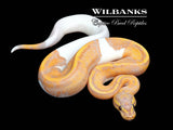 Banana Mahogany Pied Ball Python ♂ '26