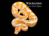 Lavender Leopard Blackhead Ball Python ♀ '26