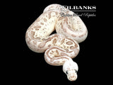 Leopard Pewter Fire Clown Ball Python ♀ '26