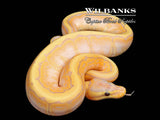 Banana Pinstripe Ball Python ♀ '26
