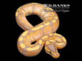 Banana Ball Python ♂ '26