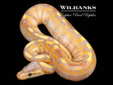 Banana Ball Python ♂ '26