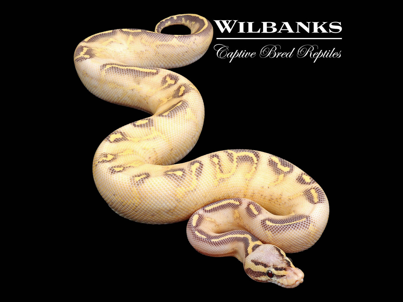 Pastel Highway Ball Python ♀ '24