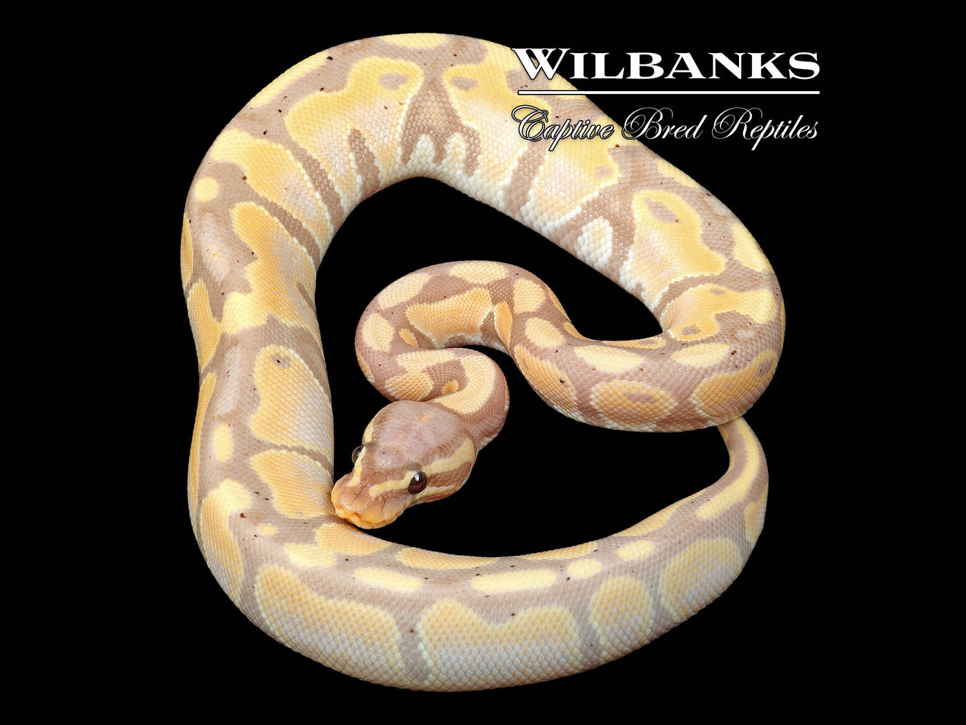 Banana 100% Het. Sunset Ball (Female Maker) Python ♂ '24