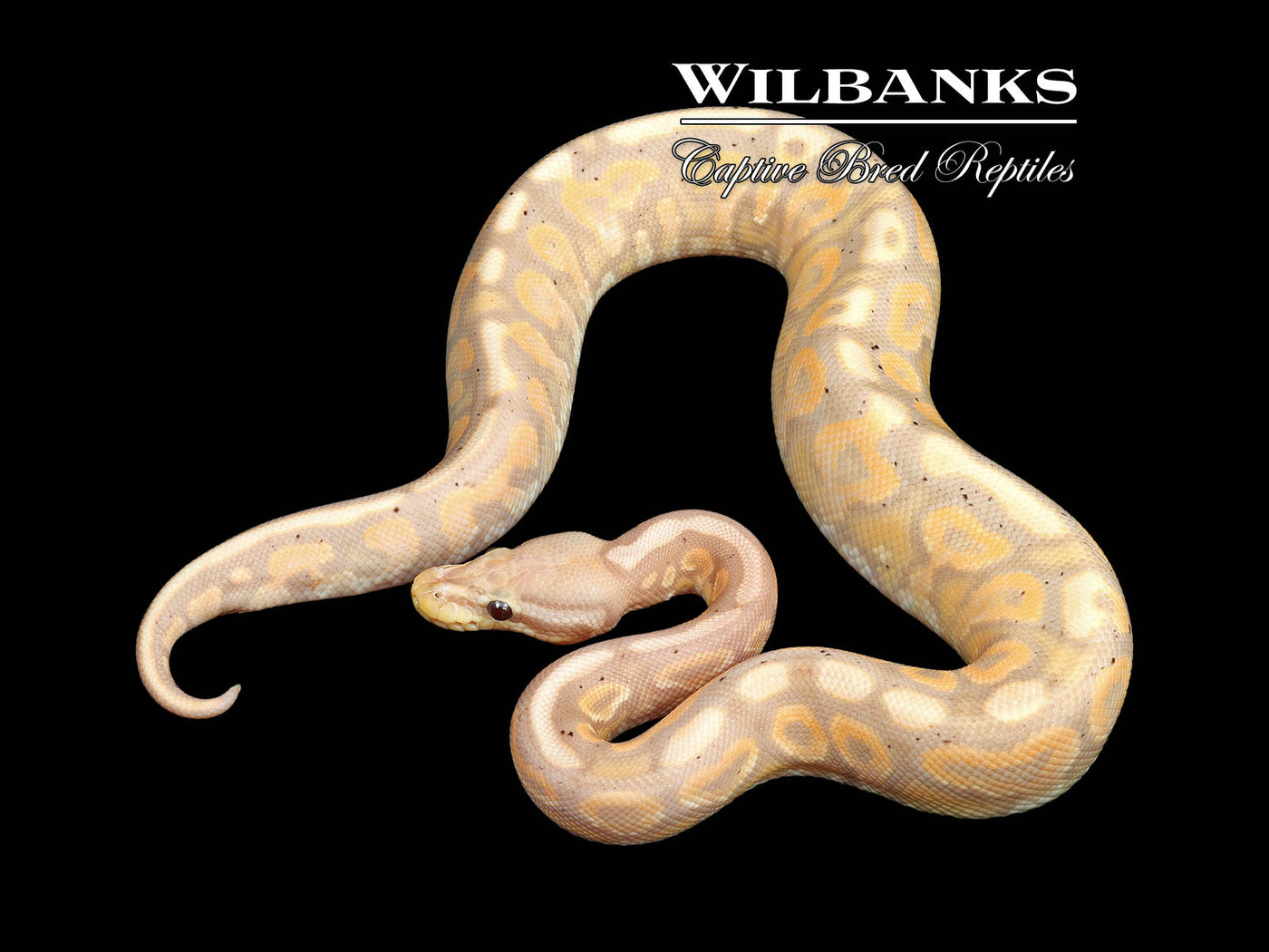 Banana Cinnamon Spotnose Ball Python ♂ '24