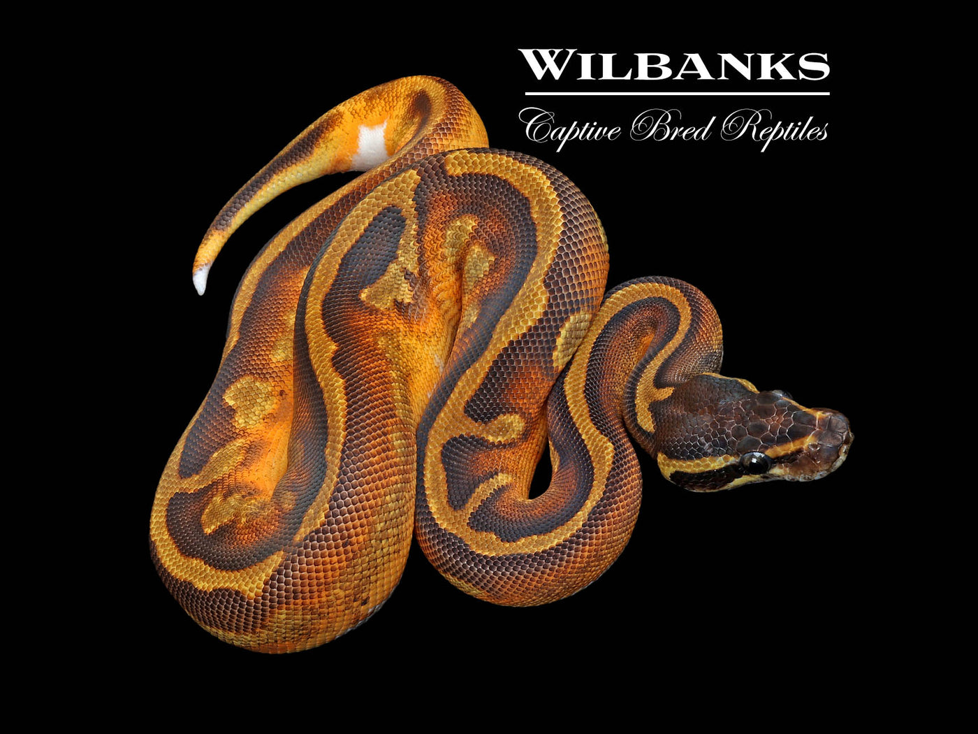 Blackhead Enchi Pied 100% Het. Lavender Albino Ball Python ♀ '25