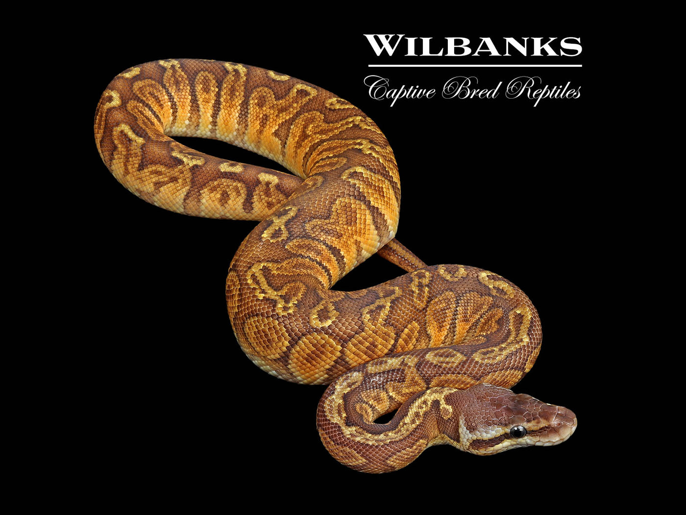 Pastel Sunset Ball Python ♂ '25