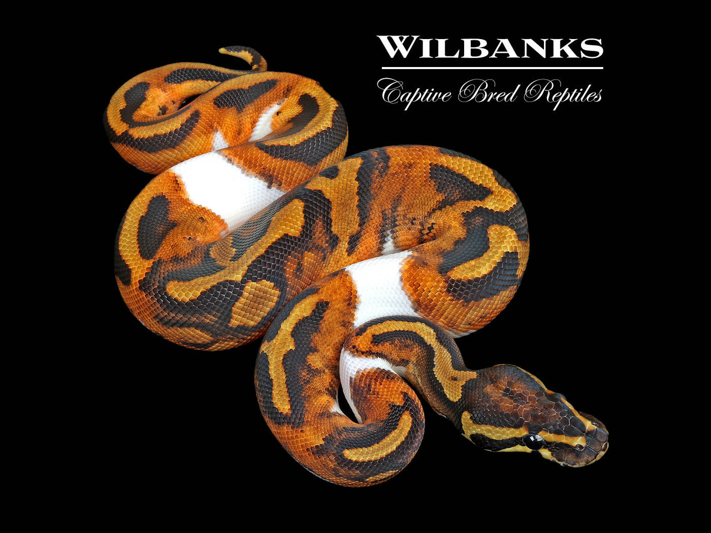 Pied 100% Het. Lavender Albino Ball Python ♂ '25